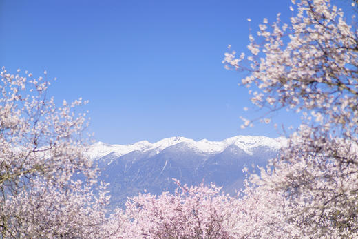 3月25确定出发【藏地花开】醉美西藏林芝•波密桃花深度行摄7天 商品图11