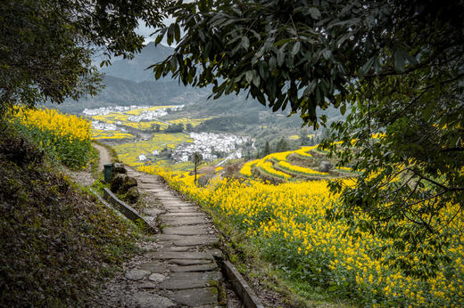 3月15日确定出发【江西】婺源春季油菜花•五里桃花村•新安江画廊五天摄影 商品图8