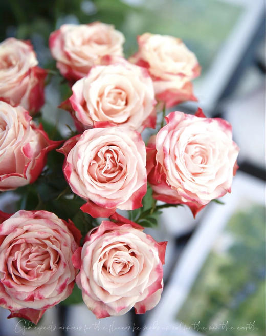 【玫瑰的故事】玫瑰主题包年周花，浪漫小惊喜，每次收一束不同品种的玫瑰花，共计52束，加送2个花瓶 商品图8