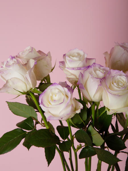 兰玫瑰 商品图3