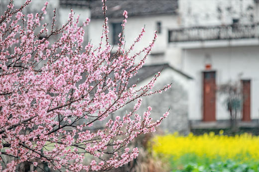 3月15日确定出发【江西】婺源春季油菜花•五里桃花村•新安江画廊五天摄影 商品图3