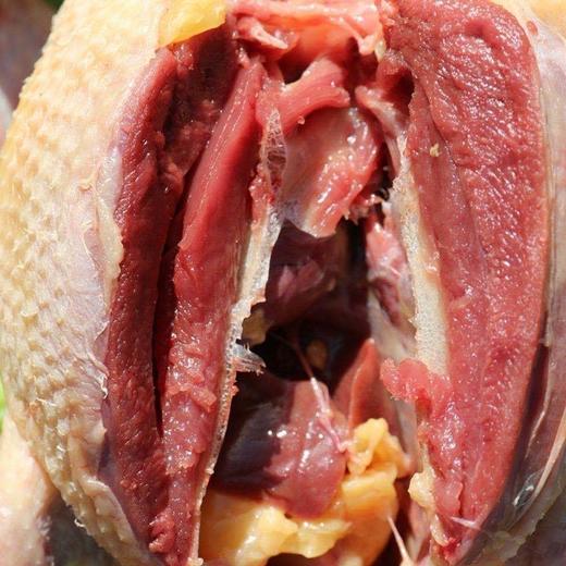 [甬善鲜] 农家散养五年老鸽子 每只1斤左右*3只 商品图2