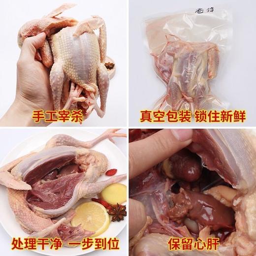 [甬善鲜] 农家散养五年老鸽子 每只1斤左右*3只 商品图4