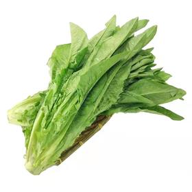 油麦菜