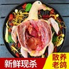 [甬善鲜] 农家散养五年老鸽子 每只1斤左右*3只 商品缩略图0