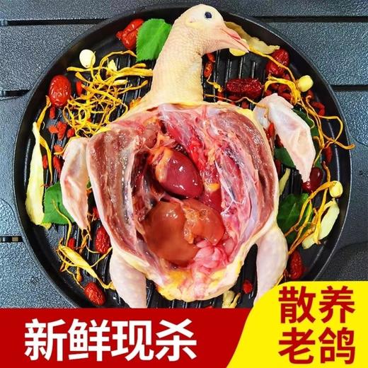 [甬善鲜] 农家散养五年老鸽子 每只1斤左右*3只 商品图0