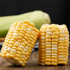 云南高原双色水果玉米  脆甜多汁   个头均匀饱满   口感甘甜而鲜嫩  斤装包邮发出！ 商品缩略图1