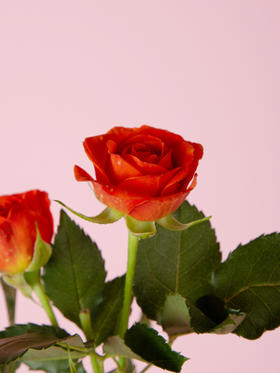 橙色芭比多头玫瑰