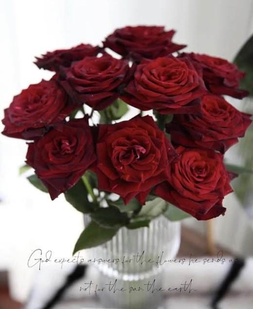 【玫瑰的故事】玫瑰主题包年周花，浪漫小惊喜，每次收一束不同品种的玫瑰花，共计52束，加送2个花瓶 商品图7