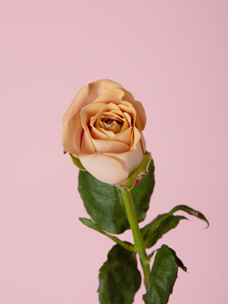 卡布奇诺玫瑰 商品图0