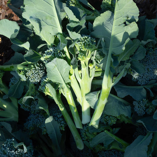 西兰苔 商品图1