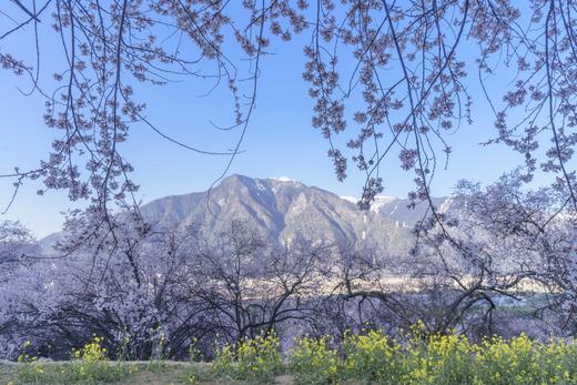 3月25确定出发【藏地花开】醉美西藏林芝•波密桃花深度行摄7天 商品图7