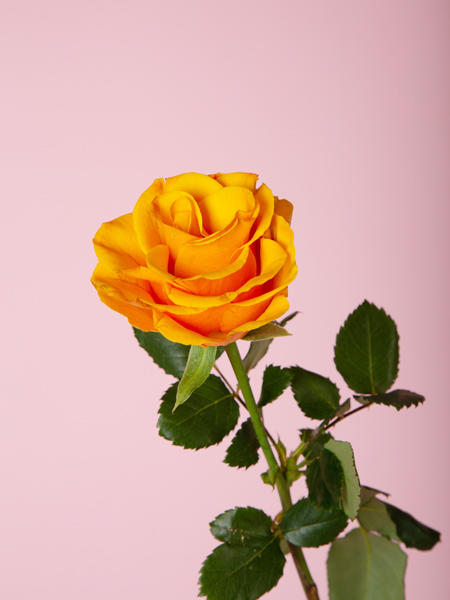 辉煌玫瑰 商品图1