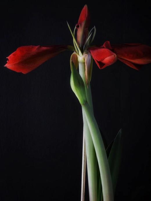 【周四秒杀】朱顶红2枝 59.8元 商品图2