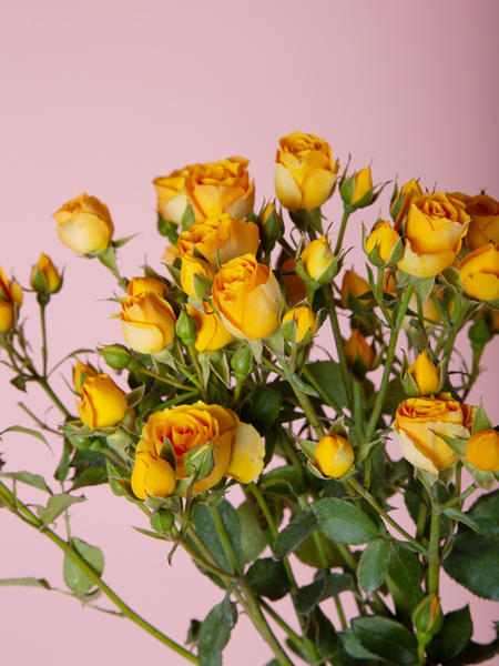 枫糖泡泡 商品图0