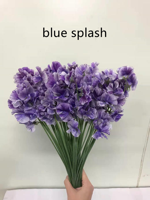 日本进口花材 splash系列香豌豆花 商品图1
