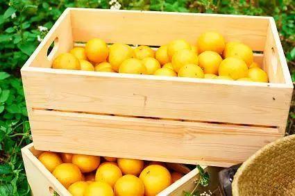 【广东省青商会专属】之我在德庆有棵贡柑树 商品图5