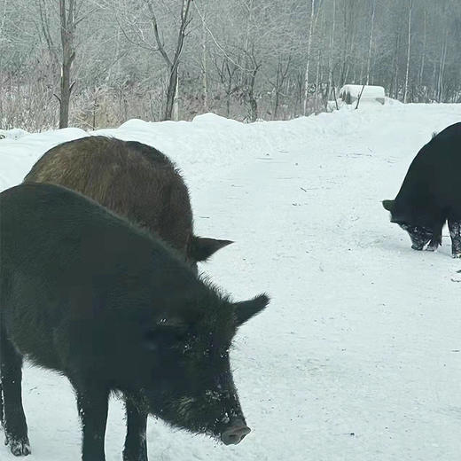 【古法桦木熏制的森林味道】瘦肉含量95%以上的大火腿 游牧民族鄂温克族的独特吃法 只用森林跑山黑猪的腿部和后鞧肉 商品图12