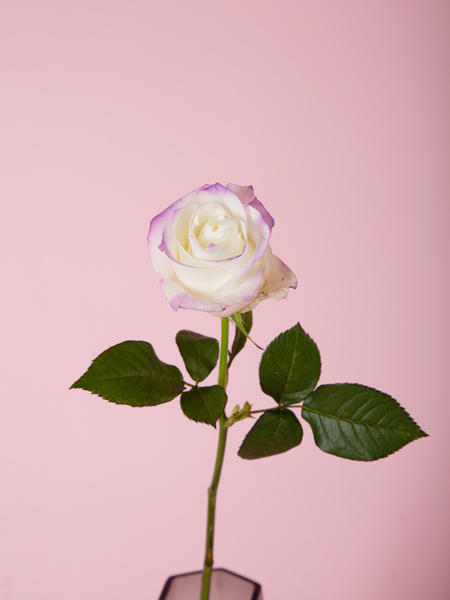 兰玫瑰 商品图1