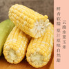 云南高原双色水果玉米  脆甜多汁   个头均匀饱满   口感甘甜而鲜嫩  斤装包邮发出！ 商品缩略图0