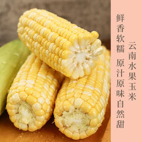 云南高原双色水果玉米  脆甜多汁   个头均匀饱满   口感甘甜而鲜嫩  斤装包邮发出！