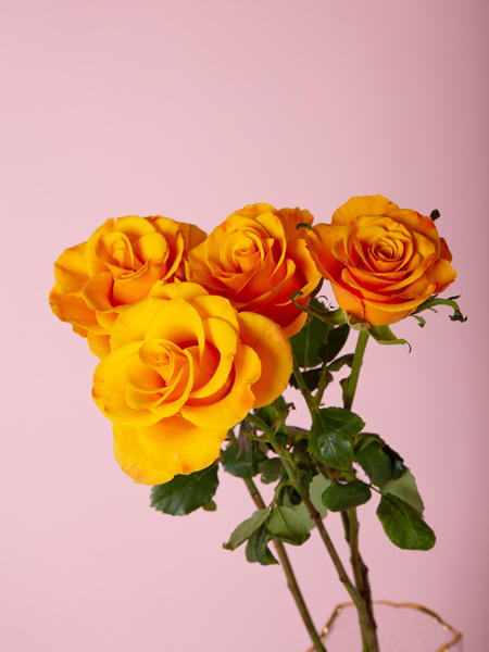 辉煌玫瑰 商品图0