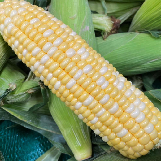 云南高原双色水果玉米  脆甜多汁   个头均匀饱满   口感甘甜而鲜嫩  斤装包邮发出！ 商品图4
