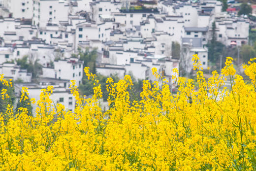 3月15日确定出发【江西】婺源春季油菜花•五里桃花村•新安江画廊五天摄影 商品图9