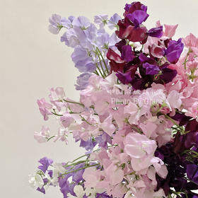 国产精品香豌豆鲜切花10支