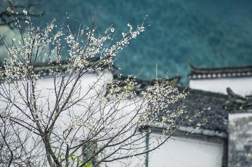 3月15日确定出发【江西】婺源春季油菜花•五里桃花村•新安江画廊五天摄影 商品图7