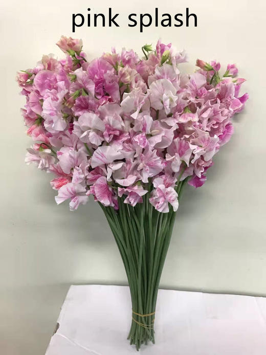 日本进口花材 splash系列香豌豆花 商品图3