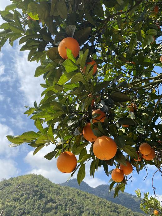 五届金奖老树脐橙，25年沉淀的稀缺果实 商品图6