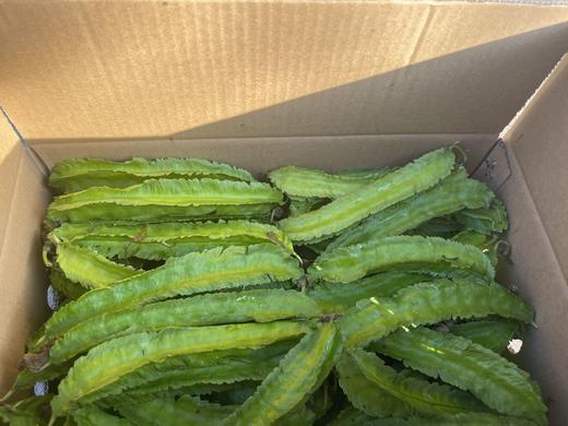 四角豆海南龙豆三亚特产新鲜四棱豆杨桃龙豆新鲜蔬菜帝皇豆包邮 商品图4