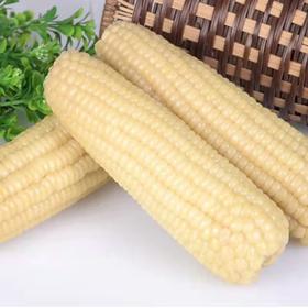【东滩绿港】冷冻玉米2.5kg