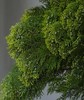 扁柏 商品缩略图2