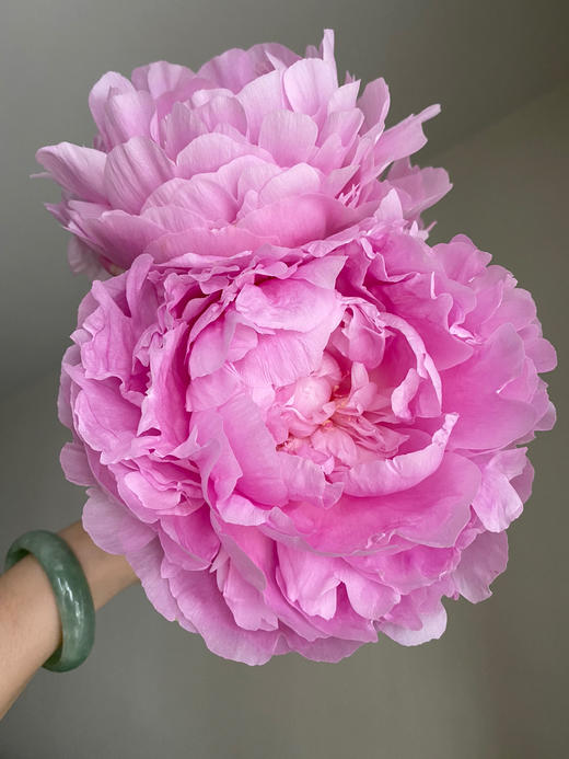 【昆明仓】山东芍药 | 餐盘 商品图2