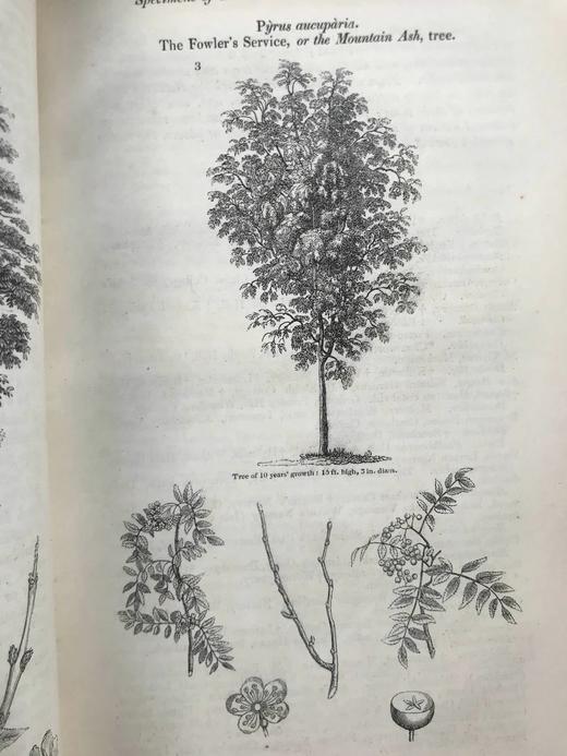 1840年 园丁杂志 近百幅版画插图 真皮精装大32开 商品图8