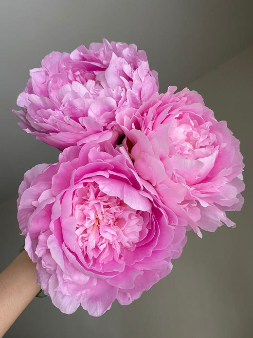 【昆明仓】山东芍药 | 餐盘 商品图1