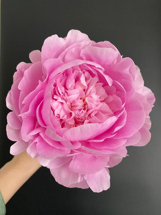 【昆明仓】山东芍药 | 餐盘 商品图5