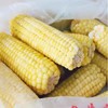 【东滩绿港】冷冻玉米2.5kg 商品缩略图2