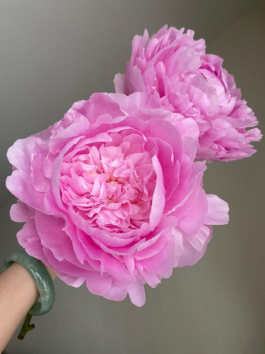 【昆明仓】山东芍药 | 餐盘 商品图6