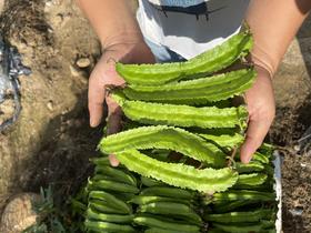 四角豆海南龙豆三亚特产新鲜四棱豆杨桃龙豆新鲜蔬菜帝皇豆包邮