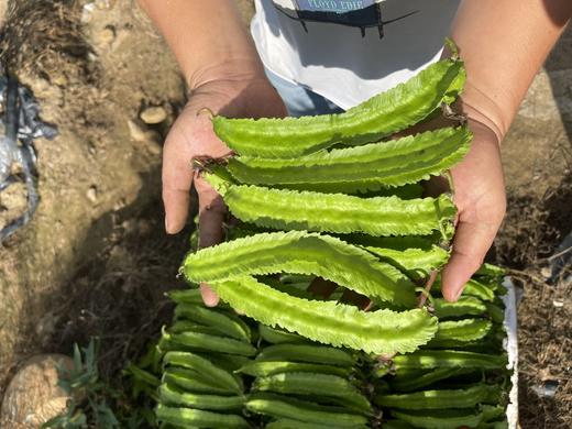四角豆海南龙豆三亚特产新鲜四棱豆杨桃龙豆新鲜蔬菜帝皇豆包邮 商品图0