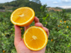 五届金奖老树脐橙，25年沉淀的稀缺果实 商品缩略图2