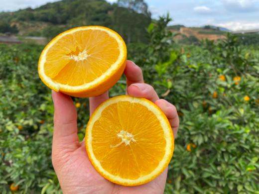 五届金奖老树脐橙，25年沉淀的稀缺果实 商品图2