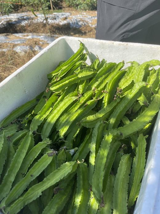 四角豆海南龙豆三亚特产新鲜四棱豆杨桃龙豆新鲜蔬菜帝皇豆包邮 商品图5