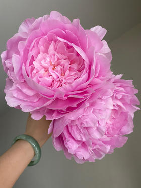 【昆明仓】山东芍药 | 餐盘