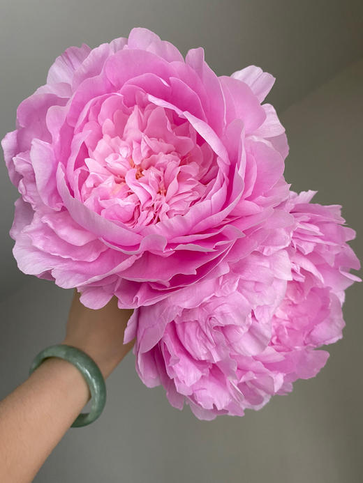 【昆明仓】山东芍药 | 餐盘 商品图0