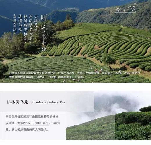 台湾高山茶杉林溪乌龙茶150g清香型轻发酵杉林高山乌龙茶叶 商品图3