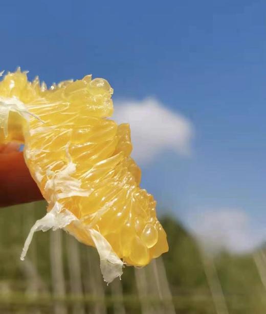 五届金奖老树脐橙，25年沉淀的稀缺果实 商品图7